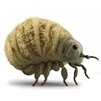 2243